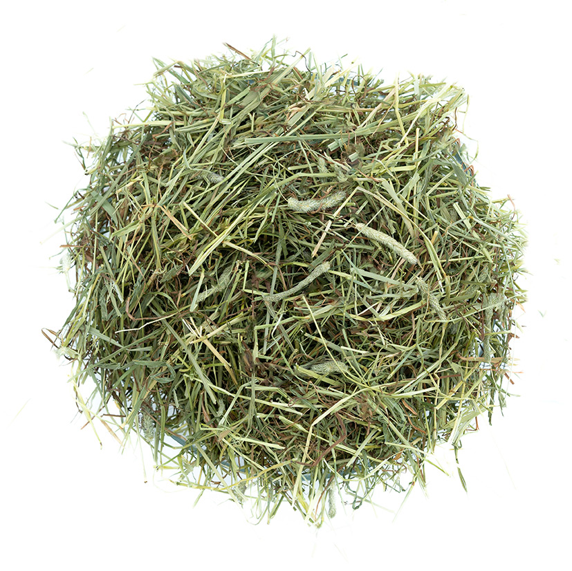 Hay for Degus: Why It Matters and How to Choose Quality&nbsp;Hay