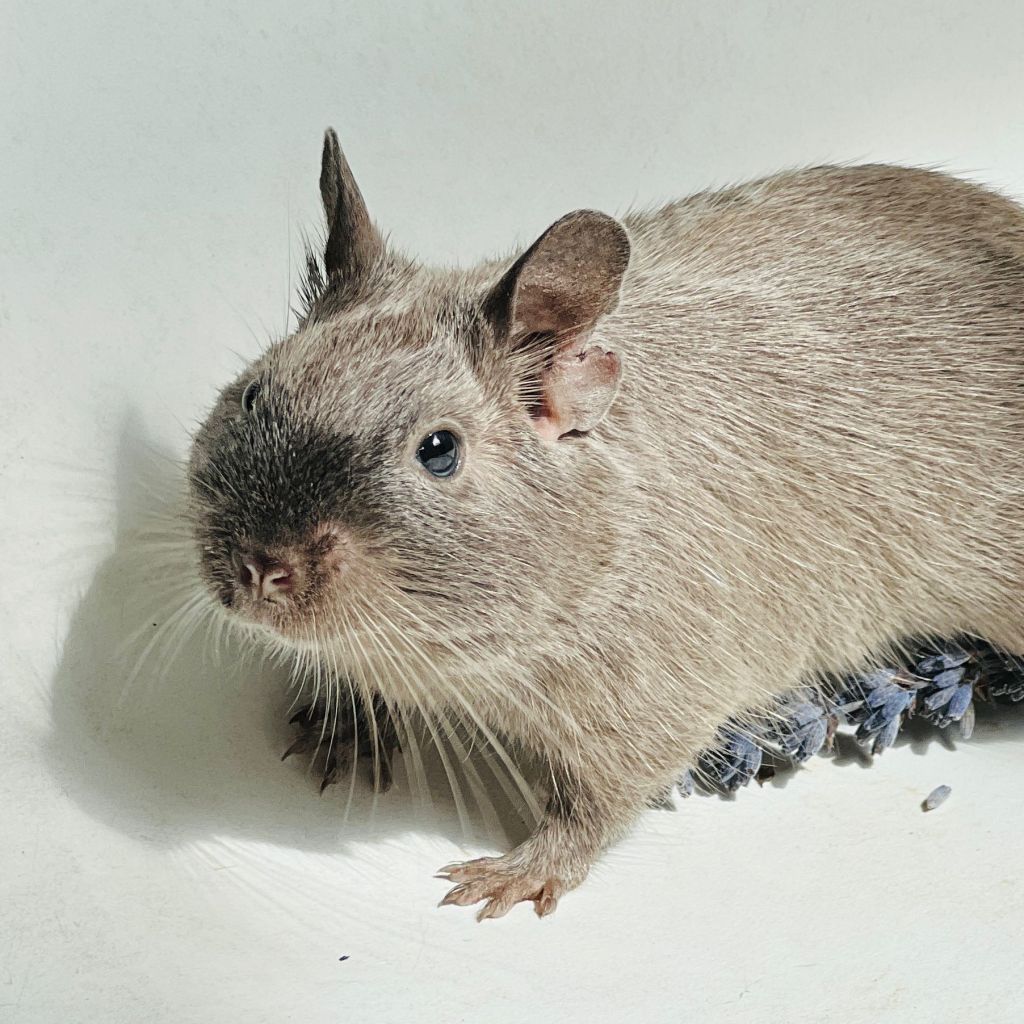 Alt text: Foto van een bruine beverrat in zit-houding, liggend op een witte ondergrond met een bezemsteel aan de achtergro...